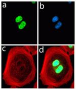 Rabbit IgG (H+L) Highly Cross-Adsorbed Secondary Antibody in Immunocytochemistry (ICC/IF)