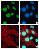 Rabbit IgG (H+L) Highly Cross-Adsorbed Secondary Antibody in Immunocytochemistry (ICC/IF)