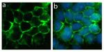 Rabbit IgG (H+L) Highly Cross-Adsorbed Secondary Antibody in Immunocytochemistry (ICC/IF)