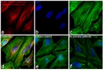 Rabbit IgG (H+L) Highly Cross-Adsorbed Secondary Antibody in Immunocytochemistry (ICC/IF)