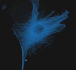 Mouse IgG (H+L) Cross-Adsorbed Secondary Antibody in Immunocytochemistry (ICC/IF)