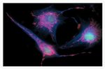 Mouse IgG (H+L) Cross-Adsorbed Secondary Antibody in Immunocytochemistry (ICC/IF)