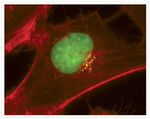 Mouse IgG (H+L) Cross-Adsorbed Secondary Antibody in Immunocytochemistry (ICC/IF)