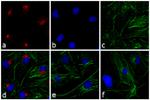 Rabbit IgG (H+L) Cross-Adsorbed Secondary Antibody in Immunocytochemistry (ICC/IF)