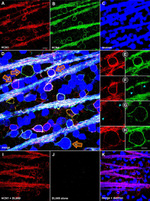 Fluorescein/Oregon Green Antibody in Immunohistochemistry (IHC)