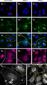 Dinitrophenyl-KLH Antibody in Immunocytochemistry (ICC/IF)