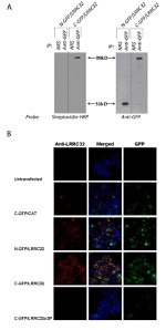 GFP Antibody in Western Blot (WB)