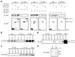 PPAR delta Antibody in Western Blot, Immunoprecipitation (WB, IP)