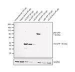 GFP Antibody in Western Blot (WB)