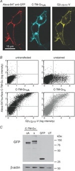 GFP Antibody in Western Blot, Immunocytochemistry (WB, ICC/IF)