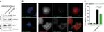 mCherry Antibody in Western Blot (WB)