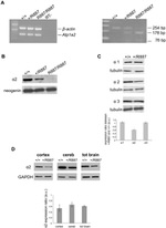 ATP1A3 Antibody in Western Blot (WB)