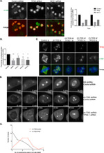 alpha Tubulin Antibody in Immunocytochemistry (ICC/IF)