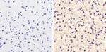 alpha Tubulin Antibody in Immunohistochemistry (Paraffin) (IHC (P))