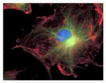 alpha Tubulin Antibody in Immunocytochemistry (ICC/IF)