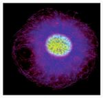 alpha Tubulin Antibody in Immunocytochemistry (ICC/IF)