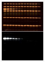 alpha Tubulin Antibody in Western Blot (WB)