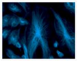 alpha Tubulin Antibody in Immunocytochemistry (ICC/IF)