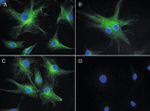 alpha Tubulin Antibody in Immunocytochemistry (ICC/IF)