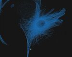 alpha Tubulin Antibody in Immunocytochemistry (ICC/IF)