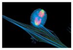 alpha Tubulin Antibody in Immunocytochemistry (ICC/IF)