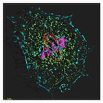 alpha Tubulin Antibody in Immunocytochemistry (ICC/IF)