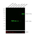 GST Tag Antibody in Western Blot (WB)