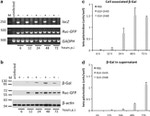 beta Galactosidase Antibody in Western Blot (WB)