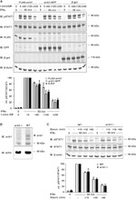 beta Galactosidase Antibody in Western Blot (WB)