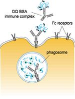 Bovine Serum Albumin Antibody