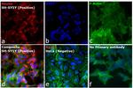 Mouse IgG (H+L) Highly Cross-Adsorbed Secondary Antibody in Immunocytochemistry (ICC/IF)