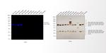 Mouse IgG (H+L) Highly Cross-Adsorbed Secondary Antibody in Western Blot (WB)