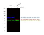 Rabbit IgG (H+L) Cross-Adsorbed Secondary Antibody in Western Blot (WB)