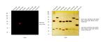 Rabbit IgG (H+L) Cross-Adsorbed Secondary Antibody in Western Blot (WB)