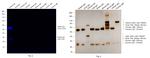 Rabbit IgG (H+L) Highly Cross-Adsorbed Secondary Antibody in Western Blot (WB)