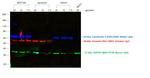 Rabbit IgG (H+L) Highly Cross-Adsorbed Secondary Antibody in Western Blot (WB)