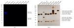 Rabbit IgG (H+L) Highly Cross-Adsorbed Secondary Antibody in Western Blot (WB)