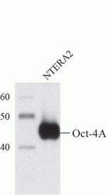 OCT4 Antibody in Western Blot (WB)