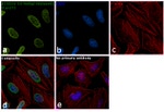 H3K27me3 Antibody in Immunocytochemistry (ICC/IF)