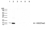 H3K27me3 Antibody in Western Blot (WB)