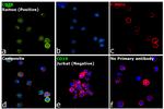 Rat Kappa Light Chain Secondary Antibody in Immunocytochemistry (ICC/IF)