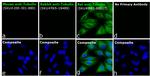 Rat Kappa Light Chain Secondary Antibody in Immunocytochemistry (ICC/IF)