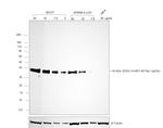 Rat Kappa Light Chain Secondary Antibody in Western Blot (WB)