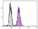 LAMP2 Antibody in Flow Cytometry (Flow)