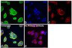 Rabbit IgG (H+L) Secondary Antibody in Immunocytochemistry (ICC/IF)