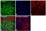 Rabbit IgG (H+L) Secondary Antibody in Immunocytochemistry (ICC/IF)