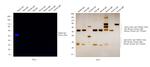 Rabbit IgG (H+L) Secondary Antibody in Western Blot (WB)