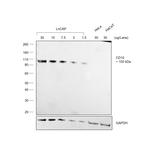 Goat IgG (H+L) Cross-Adsorbed Secondary Antibody in Western Blot (WB)