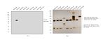 Goat IgG (H+L) Cross-Adsorbed Secondary Antibody in Western Blot (WB)