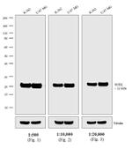 Mouse IgG (H+L) Secondary Antibody in Western Blot (WB)